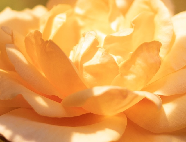 的节点 的节点